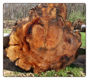 COPPER BEECH LOG BUTT (WET TO SHOW COLOR) COPPER BEECH LOG BUTT (WET TO SHOW COLOR)